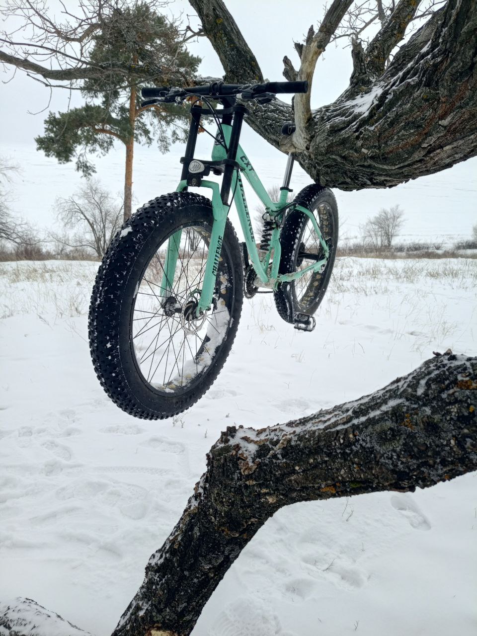 Фэтбайк на дереве
